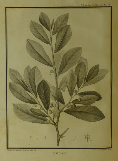Essais sur les Isles Fortunées et l'Antique Atlantide, ou Précis de l'histoire générale de l'Archipel des Canaries. 