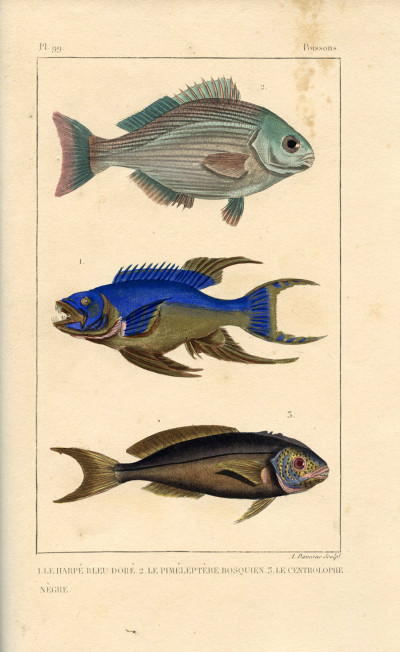 Œuvres du comte de Lacépède, comprenant l'histoire naturelle des quadrupèdes ovipares, des serpents, des poissons et des cétacés ; accompagnées du portrait de l'auteur et d'environ 400 figures, exécutés sur acier pour cette édition par les meilleurs artistes. 