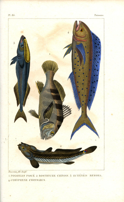 Œuvres du comte de Lacépède, comprenant l'histoire naturelle des quadrupèdes ovipares, des serpents, des poissons et des cétacés ; accompagnées du portrait de l'auteur et d'environ 400 figures, exécutés sur acier pour cette édition par les meilleurs artistes. 