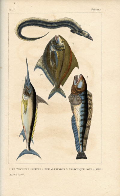 Œuvres du comte de Lacépède, comprenant l'histoire naturelle des quadrupèdes ovipares, des serpents, des poissons et des cétacés ; accompagnées du portrait de l'auteur et d'environ 400 figures, exécutés sur acier pour cette édition par les meilleurs artistes. 