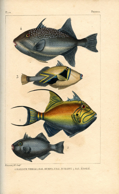 Œuvres du comte de Lacépède, comprenant l'histoire naturelle des quadrupèdes ovipares, des serpents, des poissons et des cétacés ; accompagnées du portrait de l'auteur et d'environ 400 figures, exécutés sur acier pour cette édition par les meilleurs artistes. 