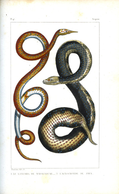 Œuvres du comte de Lacépède, comprenant l'histoire naturelle des quadrupèdes ovipares, des serpents, des poissons et des cétacés ; accompagnées du portrait de l'auteur et d'environ 400 figures, exécutés sur acier pour cette édition par les meilleurs artistes. 