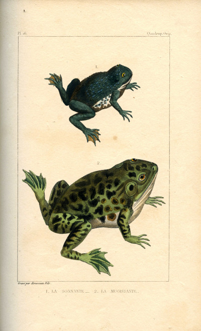 Œuvres du comte de Lacépède, comprenant l'histoire naturelle des quadrupèdes ovipares, des serpents, des poissons et des cétacés ; accompagnées du portrait de l'auteur et d'environ 400 figures, exécutés sur acier pour cette édition par les meilleurs artistes. 