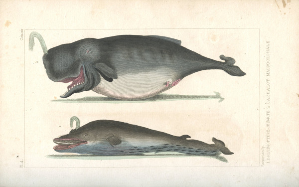 Œuvres du comte de Lacépède, comprenant l'histoire naturelle des quadrupèdes ovipares, des serpents, des poissons et des cétacés ; accompagnées du portrait de l'auteur et d'environ 400 figures, exécutés sur acier pour cette édition par les meilleurs artistes. 