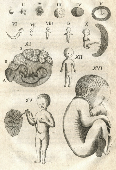 Embriologia sacra, overo dell'uffizio de' sacerdoti, medici e superiori, circa l'eterna salute de' bambini racchiusi nell'utero. Libri Quattro. 