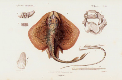 Le règne animal distribué d'après son organisation, pour servir de base à l'histoire naturelle des animaux, et d'introduction à l'anatomie comparée. Les POISSONS. Volume de texte + atlas. 