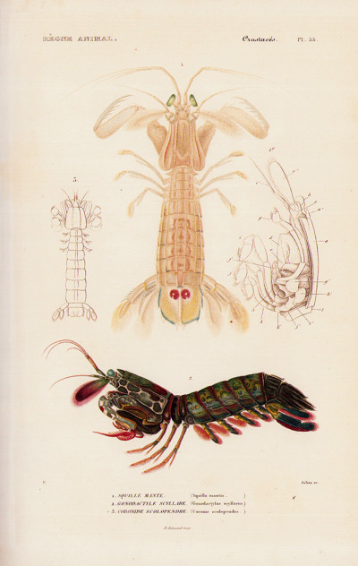 Le règne animal distribué d'après son organisation, pour servir de base à l'histoire naturelle des animaux, et d'introduction à l'anatomie comparée. Les CRUSTACÉS. Volume de texte + atlas. 