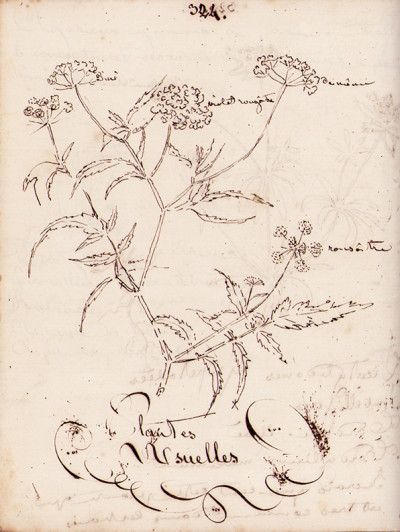 Plantes de la France décrites par Jean Kürssner de Colmar l'an 1838. Manuscrit original. 