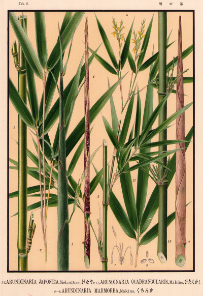 Icones of the bamboos of Japan. 15 plates. 