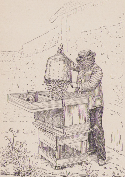 Le rucher illustré. Erreurs à éviter et Conseils à suivre. 41 planches hors texte, 13 figures dans le texte. 