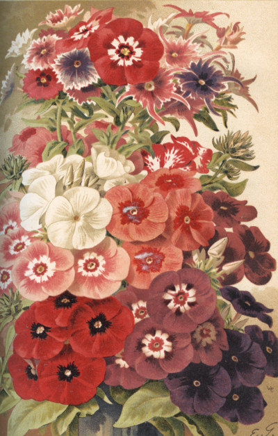 Les fleurs de pleine terre, comprenant la description et la culture des fleurs annuelles, bisannuelles, vivaces et bulbeuses de pleine terre, suivies de classements divers indiquant l'emploi de ces plantes, l'époque de leur semis ou plantation et de leur floraison ; de nombreux exemples d'ornementation pour corbeilles, plates-bandes, etc., par Vilmorin-Andrieux et Cie. Ainsi que des plans de jardins et de parcs paysagers ; avec notes explicatives et exemples de leur ornementation, par R. Éd. André. 