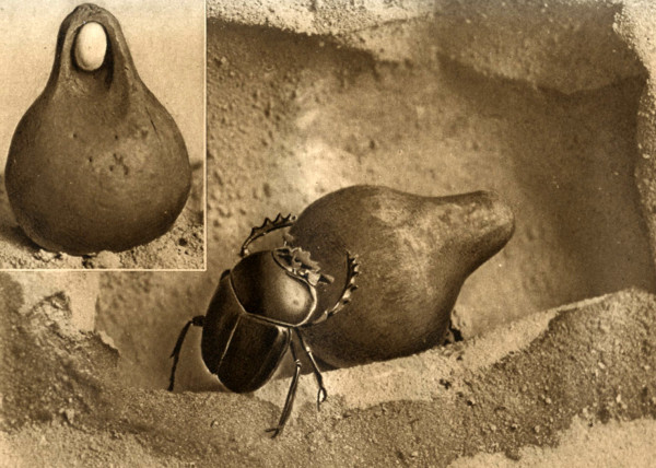 Souvenirs entomologiques. Études sur l'instinct et les mœurs des insectes. Suivi de La Vie de J.-H. Fabre naturaliste, suivi du répertoire générale analytique des Souvenirs entomologiques par le docteur G. V. Legros. Préface de J.-H. Fabre. 