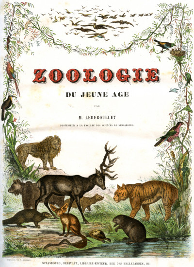 Zoologie du jeune âge ou histoire naturelle des animaux écrite pour la jeunesse. 