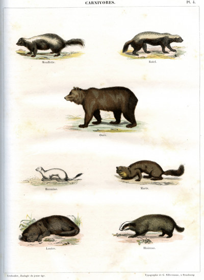 Zoologie du jeune âge ou histoire naturelle des animaux écrite pour la jeunesse. 