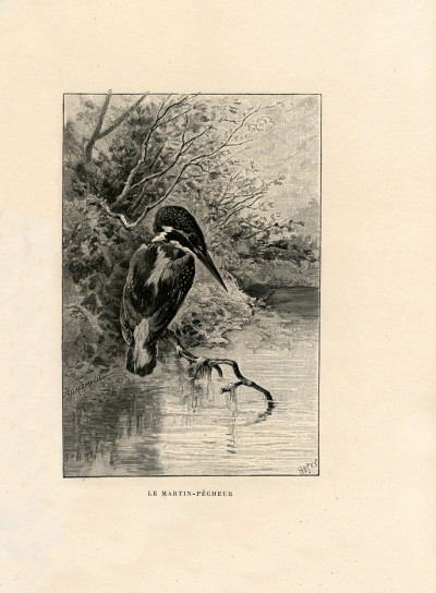 Nos oiseaux. Cent-dix compositions de H. Giacomelli gravées sur bois par J. Huyot. 