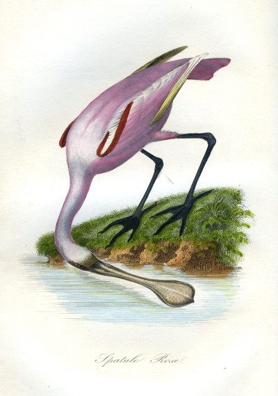 Le Jardin des Plantes. Description complète, historique et pittoresque du Muséum d'Histoire Naturelle, de la Ménagerie, des Serres, des Galeries de minéralogie et d'anatomie, et de la vallée suisse (mœurs et instincts des animaux, botanique, anatomie comparée, minéralogie, géologie, zoologie). 