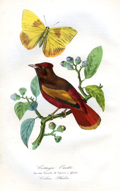 Le Jardin des Plantes. Description complète, historique et pittoresque du Muséum d'Histoire Naturelle, de la Ménagerie, des Serres, des Galeries de minéralogie et d'anatomie, et de la vallée suisse (mœurs et instincts des animaux, botanique, anatomie comparée, minéralogie, géologie, zoologie). 