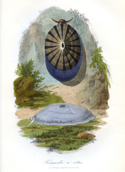 Le Jardin des Plantes. Description complète, historique et pittoresque du Muséum d'Histoire Naturelle, de la Ménagerie, des Serres, des Galeries de minéralogie et d'anatomie, et de la vallée suisse (mœurs et instincts des animaux, botanique, anatomie comparée, minéralogie, géologie, zoologie). 