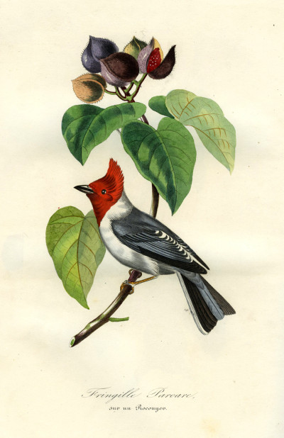 Le Jardin des Plantes. Description complète, historique et pittoresque du Muséum d'Histoire Naturelle, de la Ménagerie, des Serres, des Galeries de minéralogie et d'anatomie, et de la vallée suisse (mœurs et instincts des animaux, botanique, anatomie comparée, minéralogie, géologie, zoologie). 