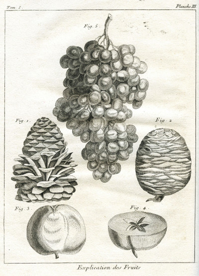 Dictionnaire des jardiniers, contenant les Méthodes les plus sûres et les plus modernes pour cultiver et améliorer les Jardins Potagers, à fruits, à fleurs et les Pépinières, ainsi que pour réformer les anciennes pratiques d'Agriculture ; avec des moyens nouveaux de faire conserver le Vin, suivant les procédés actuellement en usage parmi les Vignerons les plus instruits de plusieurs Pays de l'Europe ; et dans lequel on donne des Préceptes pour multiplier et faire prospérer tous les Objets soumis à l'Agriculture, et la manière d'employer toutes sortes de Bois de Charpente. Ouvrage traduit de l'anglois, sur la huitième Édition. 