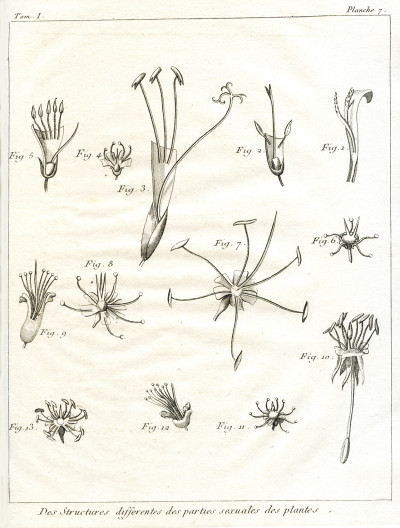 Dictionnaire des jardiniers, contenant les Méthodes les plus sûres et les plus modernes pour cultiver et améliorer les Jardins Potagers, à fruits, à fleurs et les Pépinières, ainsi que pour réformer les anciennes pratiques d'Agriculture ; avec des moyens nouveaux de faire conserver le Vin, suivant les procédés actuellement en usage parmi les Vignerons les plus instruits de plusieurs Pays de l'Europe ; et dans lequel on donne des Préceptes pour multiplier et faire prospérer tous les Objets soumis à l'Agriculture, et la manière d'employer toutes sortes de Bois de Charpente. Ouvrage traduit de l'anglois, sur la huitième Édition. 