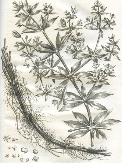 Dictionnaire des jardiniers, contenant les Méthodes les plus sûres et les plus modernes pour cultiver et améliorer les Jardins Potagers, à fruits, à fleurs et les Pépinières, ainsi que pour réformer les anciennes pratiques d'Agriculture ; avec des moyens nouveaux de faire conserver le Vin, suivant les procédés actuellement en usage parmi les Vignerons les plus instruits de plusieurs Pays de l'Europe ; et dans lequel on donne des Préceptes pour multiplier et faire prospérer tous les Objets soumis à l'Agriculture, et la manière d'employer toutes sortes de Bois de Charpente. Ouvrage traduit de l'anglois, sur la huitième Édition. 