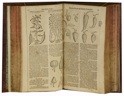Theatrum Botanicum. Das ist : Neu Vollkommenes Kräuter-Buch, worinnen Allerhand Erdgewächse der Bäumen, Stauden und Kräutern, welche in allen vier Theilen der Welt, sonderlich aber in Europa herfür kommen. 