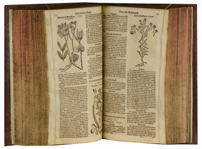 Theatrum Botanicum. Das ist : Neu Vollkommenes Kräuter-Buch, worinnen Allerhand Erdgewächse der Bäumen, Stauden und Kräutern, welche in allen vier Theilen der Welt, sonderlich aber in Europa herfür kommen. 