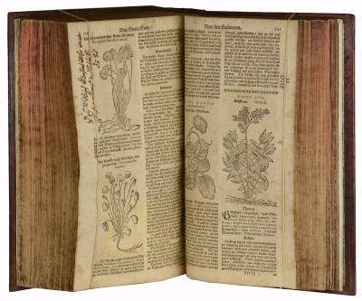 Theatrum Botanicum. Das ist : Neu Vollkommenes Kräuter-Buch, worinnen Allerhand Erdgewächse der Bäumen, Stauden und Kräutern, welche in allen vier Theilen der Welt, sonderlich aber in Europa herfür kommen. 