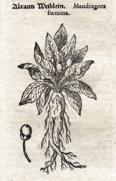 Theatrum Botanicum. Das ist : Neu Vollkommenes Kräuter-Buch, worinnen Allerhand Erdgewächse der Bäumen, Stauden und Kräutern, welche in allen vier Theilen der Welt, sonderlich aber in Europa herfür kommen. 