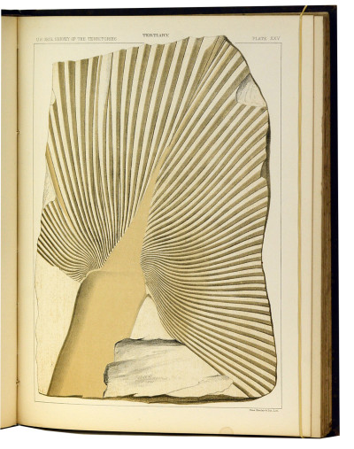 The Later Extinct Floras of North America. A posthumous work edited by Arthur Hollick. 