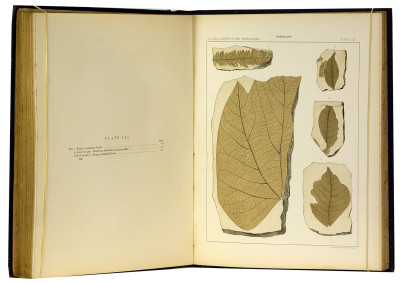 The Later Extinct Floras of North America. A posthumous work edited by Arthur Hollick. 