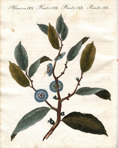 Portefeuille des enfants. Mélange intéressant d'Animaux, Plantes, Fleurs, Fruits, Minéraux, Costumes, Antiquités et d'autres Objets instructifs et amusants pour la Jeunesse ; choisis et gravés sur les meilleurs originaux, avec de courtes Explications scientifiques et proportionnées à l'entendement d'un Enfant. - Bilderbuch für Kinder. 