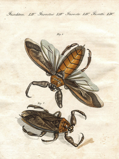 Portefeuille des enfants. Mélange intéressant d'Animaux, Plantes, Fleurs, Fruits, Minéraux, Costumes, Antiquités et d'autres Objets instructifs et amusants pour la Jeunesse ; choisis et gravés sur les meilleurs originaux, avec de courtes Explications scientifiques et proportionnées à l'entendement d'un Enfant. - Bilderbuch für Kinder. 