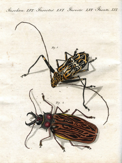 Portefeuille des enfants. Mélange intéressant d'Animaux, Plantes, Fleurs, Fruits, Minéraux, Costumes, Antiquités et d'autres Objets instructifs et amusants pour la Jeunesse ; choisis et gravés sur les meilleurs originaux, avec de courtes Explications scientifiques et proportionnées à l'entendement d'un Enfant. - Bilderbuch für Kinder. 