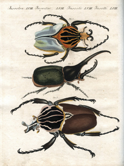 Portefeuille des enfants. Mélange intéressant d'Animaux, Plantes, Fleurs, Fruits, Minéraux, Costumes, Antiquités et d'autres Objets instructifs et amusants pour la Jeunesse ; choisis et gravés sur les meilleurs originaux, avec de courtes Explications scientifiques et proportionnées à l'entendement d'un Enfant. - Bilderbuch für Kinder. 