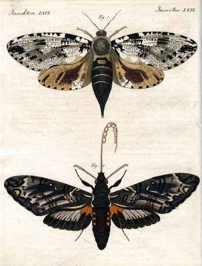 Portefeuille des enfants. Mélange intéressant d'Animaux, Plantes, Fleurs, Fruits, Minéraux, Costumes, Antiquités et d'autres Objets instructifs et amusants pour la Jeunesse ; choisis et gravés sur les meilleurs originaux, avec de courtes Explications scientifiques et proportionnées à l'entendement d'un Enfant. - Bilderbuch für Kinder. 