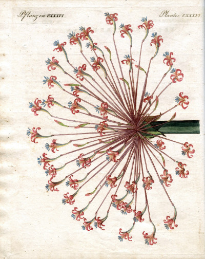 Portefeuille des enfants. Mélange intéressant d'Animaux, Plantes, Fleurs, Fruits, Minéraux, Costumes, Antiquités et d'autres Objets instructifs et amusants pour la Jeunesse ; choisis et gravés sur les meilleurs originaux, avec de courtes Explications scientifiques et proportionnées à l'entendement d'un Enfant. - Bilderbuch für Kinder. 