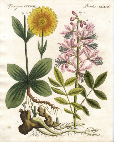 Portefeuille des enfants. Mélange intéressant d'Animaux, Plantes, Fleurs, Fruits, Minéraux, Costumes, Antiquités et d'autres Objets instructifs et amusants pour la Jeunesse ; choisis et gravés sur les meilleurs originaux, avec de courtes Explications scientifiques et proportionnées à l'entendement d'un Enfant. - Bilderbuch für Kinder. 