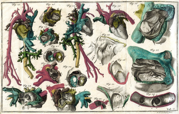 Abhandlung von einigen Verschiedenheiten welche an dem Menschen vor und nach seiner Geburt wahrgenommen werden, und den dabey sich äussernden Spuren der Allmacht und Weisheit Gottes. Mit Kupfern. 
