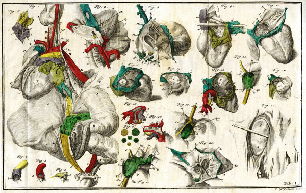 Abhandlung von einigen Verschiedenheiten welche an dem Menschen vor und nach seiner Geburt wahrgenommen werden, und den dabey sich äussernden Spuren der Allmacht und Weisheit Gottes. Mit Kupfern. 