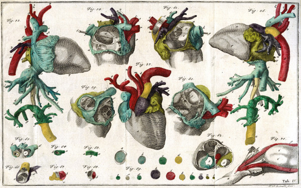 Abhandlung von einigen Verschiedenheiten welche an dem Menschen vor und nach seiner Geburt wahrgenommen werden, und den dabey sich äussernden Spuren der Allmacht und Weisheit Gottes. Mit Kupfern. 