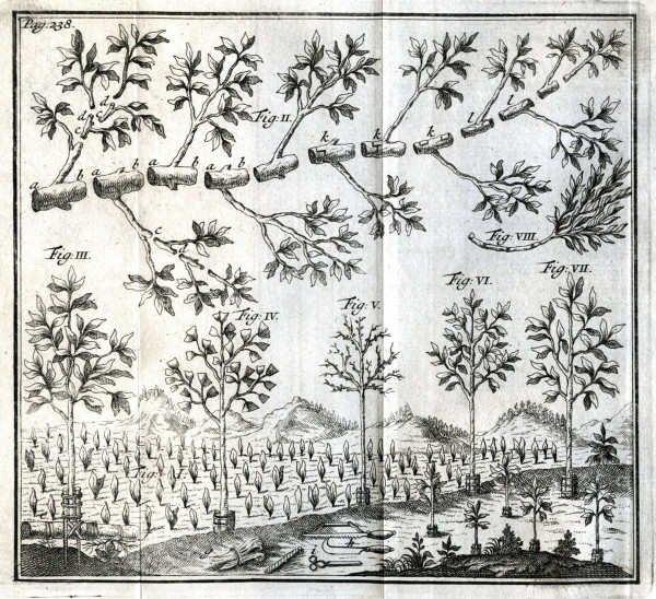 L'agriculture parfaite, ou nouvelle découverte, touchant la culture & la multiplication des arbres, des arbustes, et des fleurs ; Ouvrage fort curieux, qui renferme les plus beaux secrets de la nature, pour aider la végétation de toutes sortes d'arbres & de plantes, & pour rendre fertile le terroir le plus ingrat. Traduit de l'allemand avec des remarques. Le tout enrichi de très belles figures. 