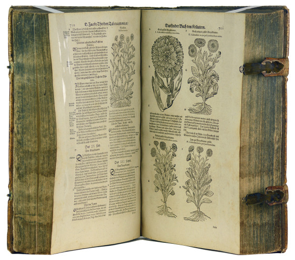 New vollkommen Kräuter-Buch, darinnen uber 3000 Kräuter, mit schönen und kunstlichen Figuren, auch deren Underscheid und Wirckung, sampt ihren Namen in mancherley Spraachen, beschrieben (…) vormahls durch (…) gebessert. Jetzt widerumb auffs newe übersehen (…) durch Hieronymum Bauhinum. Mit gest. figürlicher Titelbordüre und über 2400 Pflanzenholzschnitten. 