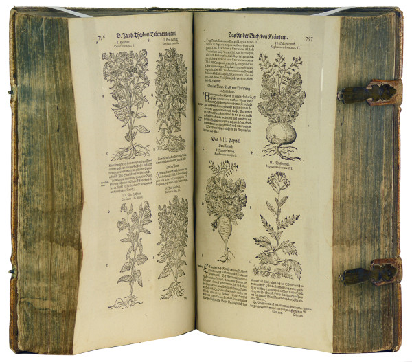 New vollkommen Kräuter-Buch, darinnen uber 3000 Kräuter, mit schönen und kunstlichen Figuren, auch deren Underscheid und Wirckung, sampt ihren Namen in mancherley Spraachen, beschrieben (…) vormahls durch (…) gebessert. Jetzt widerumb auffs newe übersehen (…) durch Hieronymum Bauhinum. Mit gest. figürlicher Titelbordüre und über 2400 Pflanzenholzschnitten. 