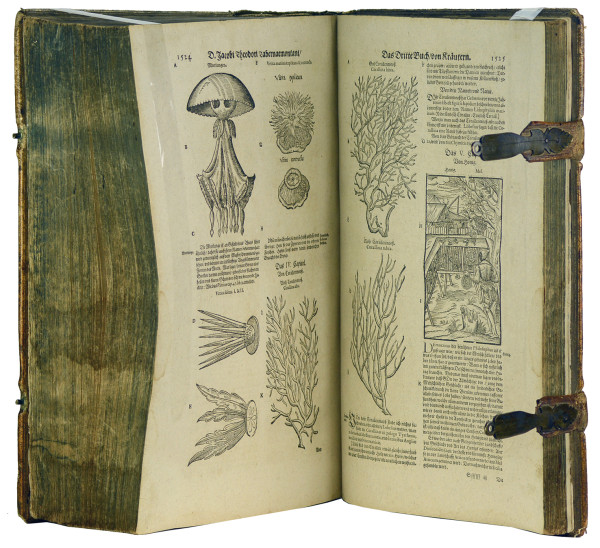 New vollkommen Kräuter-Buch, darinnen uber 3000 Kräuter, mit schönen und kunstlichen Figuren, auch deren Underscheid und Wirckung, sampt ihren Namen in mancherley Spraachen, beschrieben (…) vormahls durch (…) gebessert. Jetzt widerumb auffs newe übersehen (…) durch Hieronymum Bauhinum. Mit gest. figürlicher Titelbordüre und über 2400 Pflanzenholzschnitten. 