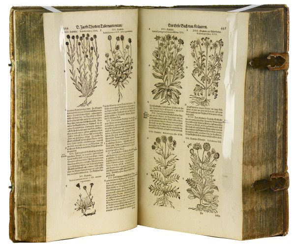 New vollkommen Kräuter-Buch, darinnen uber 3000 Kräuter, mit schönen und kunstlichen Figuren, auch deren Underscheid und Wirckung, sampt ihren Namen in mancherley Spraachen, beschrieben (…) vormahls durch (…) gebessert. Jetzt widerumb auffs newe übersehen (…) durch Hieronymum Bauhinum. Mit gest. figürlicher Titelbordüre und über 2400 Pflanzenholzschnitten. 
