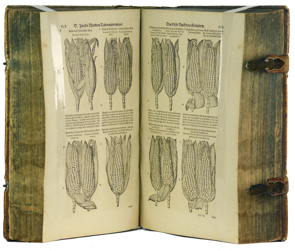 New vollkommen Kräuter-Buch, darinnen uber 3000 Kräuter, mit schönen und kunstlichen Figuren, auch deren Underscheid und Wirckung, sampt ihren Namen in mancherley Spraachen, beschrieben (…) vormahls durch (…) gebessert. Jetzt widerumb auffs newe übersehen (…) durch Hieronymum Bauhinum. Mit gest. figürlicher Titelbordüre und über 2400 Pflanzenholzschnitten. 